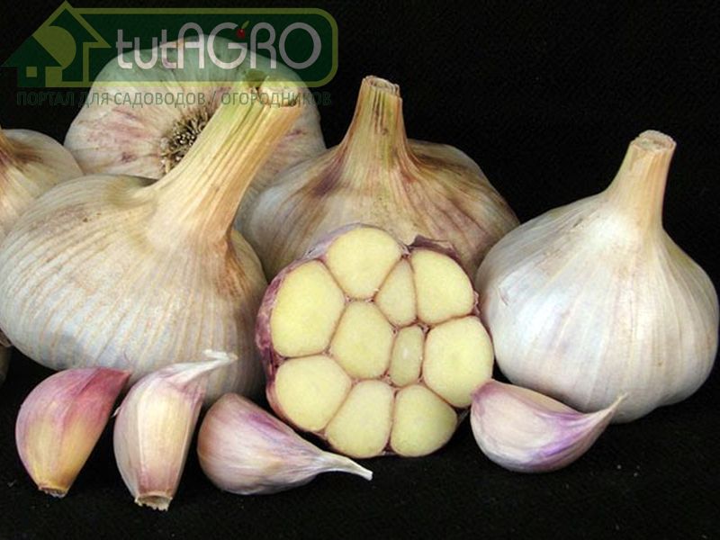 Яровые сорта чеснока, как и озимые, очень отзывчивы на подкормки азотными удобрениями - AGROzen