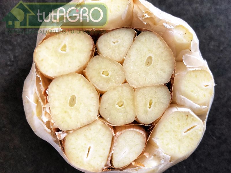 Если озимый чеснок предпочитает легкие почвы, то яровой хорошо растет и на тяжелых глинистых - AGROzen