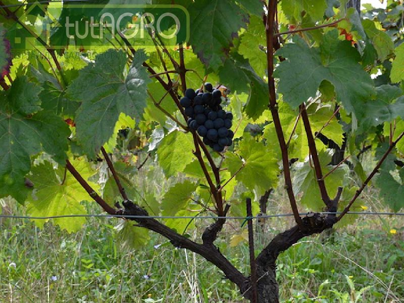 Формировка молодого куста - AGROzen