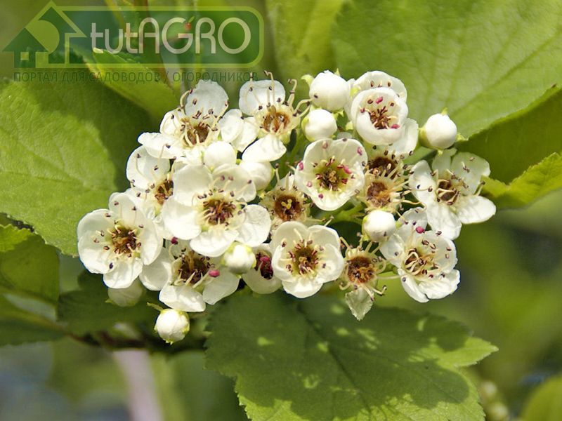 Боярышник очень долговечен, доживает до 300-400 лет и более - AGROzen