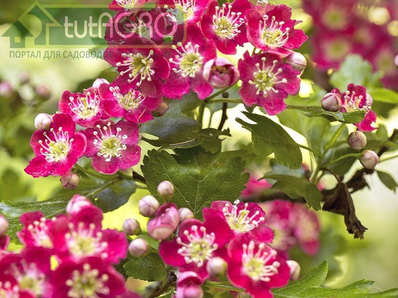 К почвам боярышник мало требователен - AGROzen