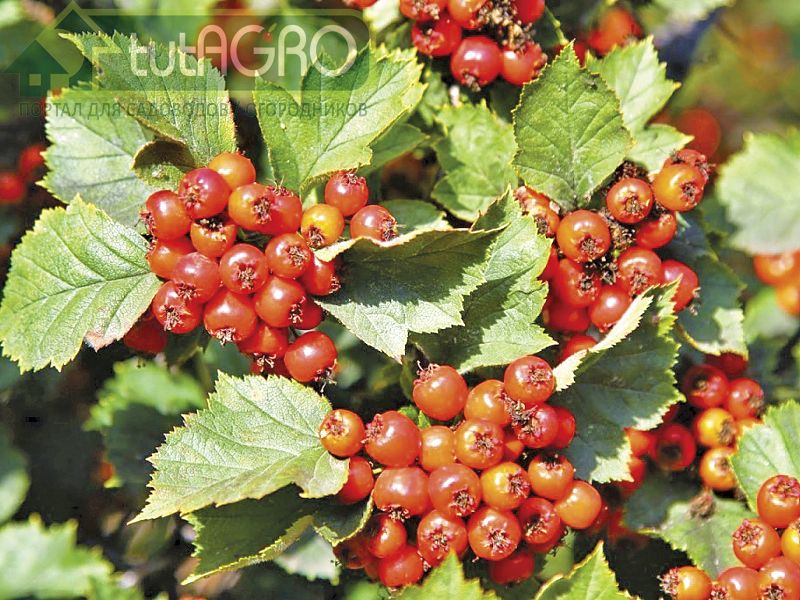 Садовый боярин. Выращивание и польза боярышника - AGROzen