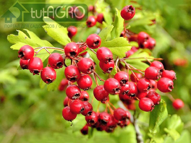 Формирующую обрезку изгороди из боярышника проводят в конце июня-начале июля - AGROzen