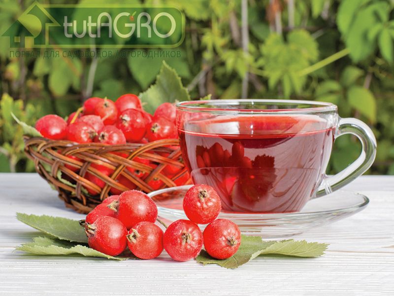 Черенки боярышника не укореняются - AGROzen