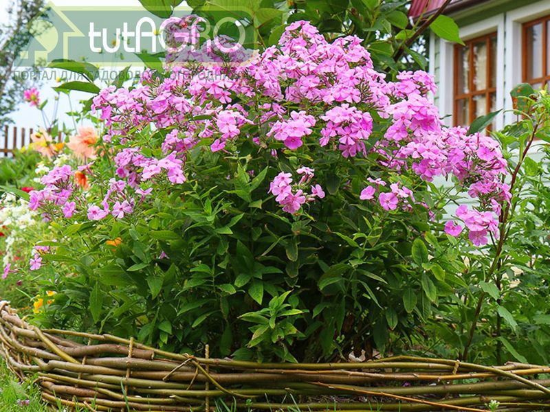 Ароматы дачного вечера