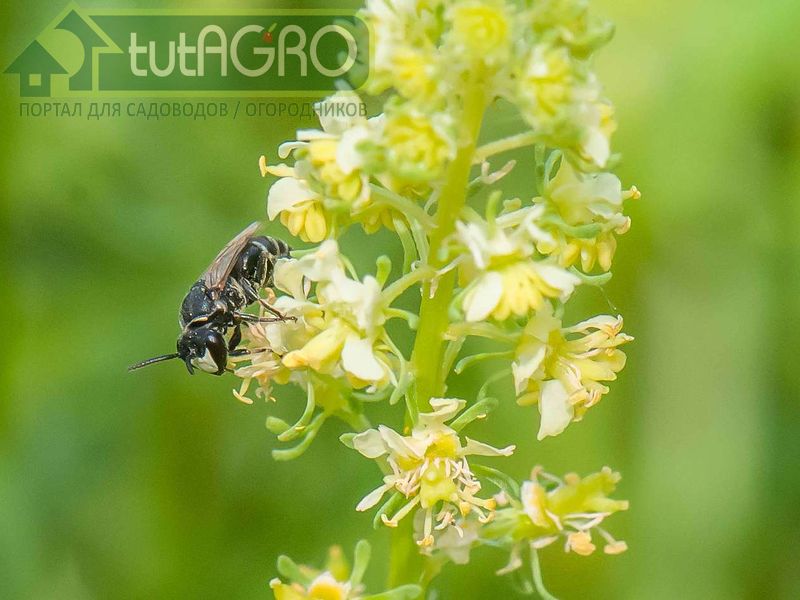 Резеда. Ароматы дачного вечера Резеда. Ароматы дачного вечера - AGROzen