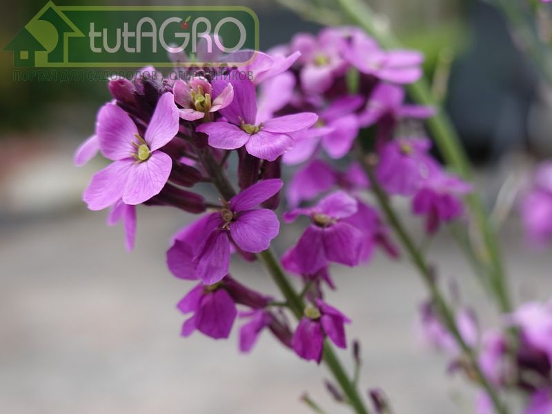 Маттиола. Ароматы дачного вечера Маттиола. Ароматы дачного вечера - AGROzen