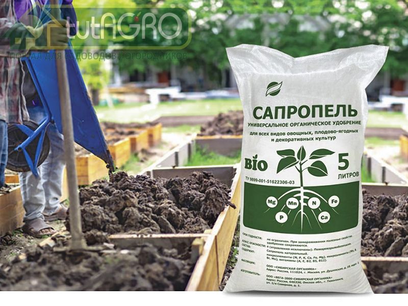 Сапропель - замена дорогим удобрениям - AGROzen