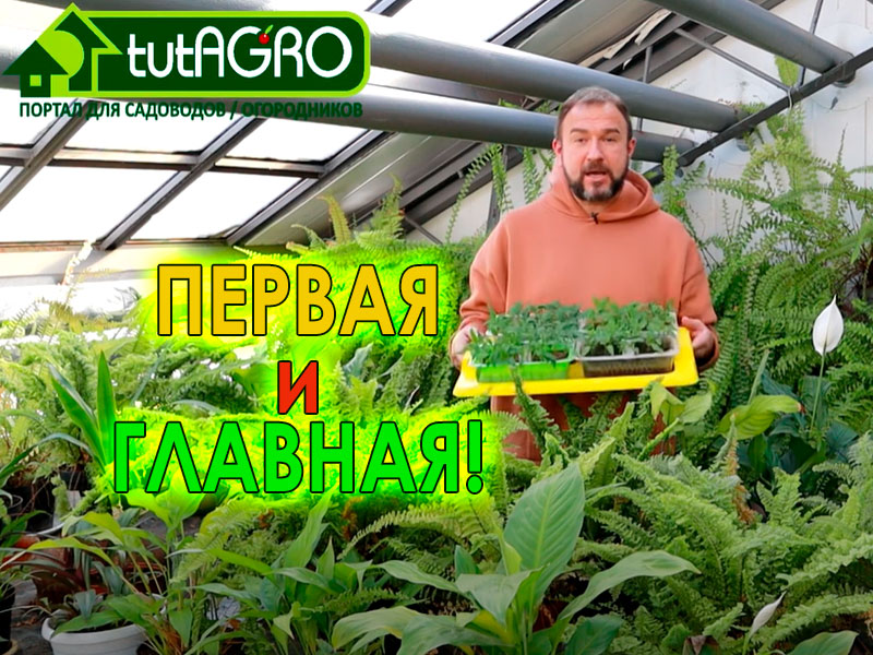 В этом видео Иван Русских расскажет, как использовать банановую кожуру для приготовления отличной бесплатной подкормки перца после пикировки. Как готовить подкормку, как использовать подкормку, как разбавлять удобрение, когда подкармливать перцы. Смотрите видео и получайте полезную информацию!  Подкормка рассады перца без химии!