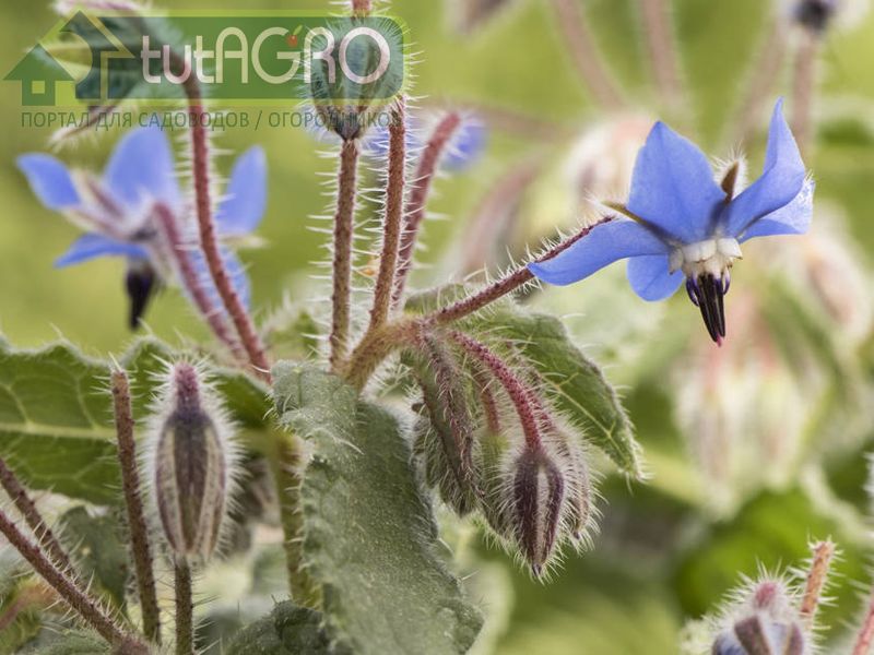 Огуречная трава/Бораго/Бурачник - AGROzen