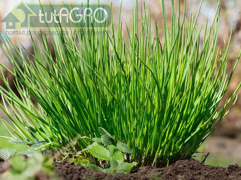 Компания для томата - лук - AGROzen