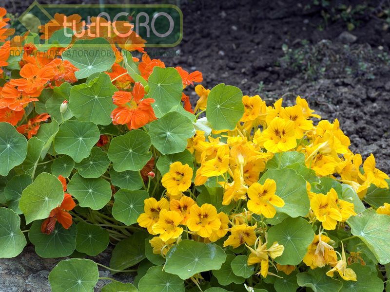 Настурция - AGROzen