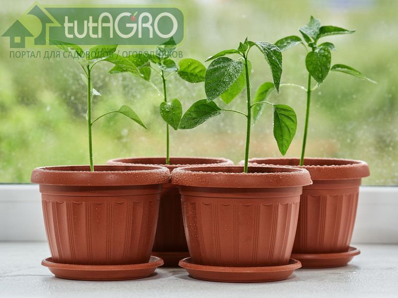 Правила полива рассады - AGROzen