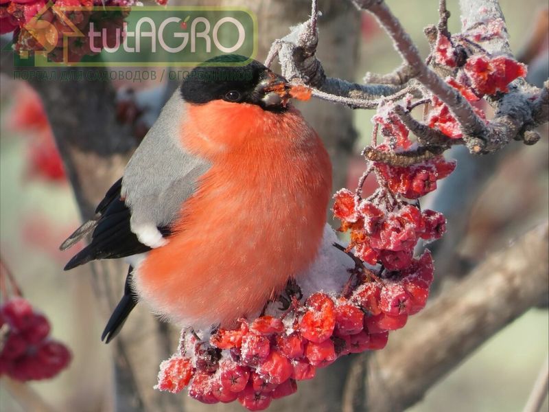 Птичья радость - AGROzen