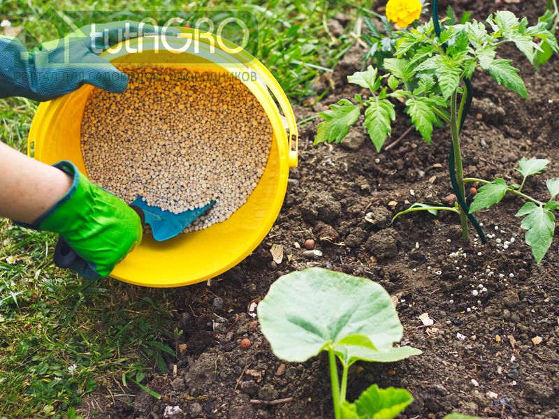 Используйте удобрения правильно - AGROzen
