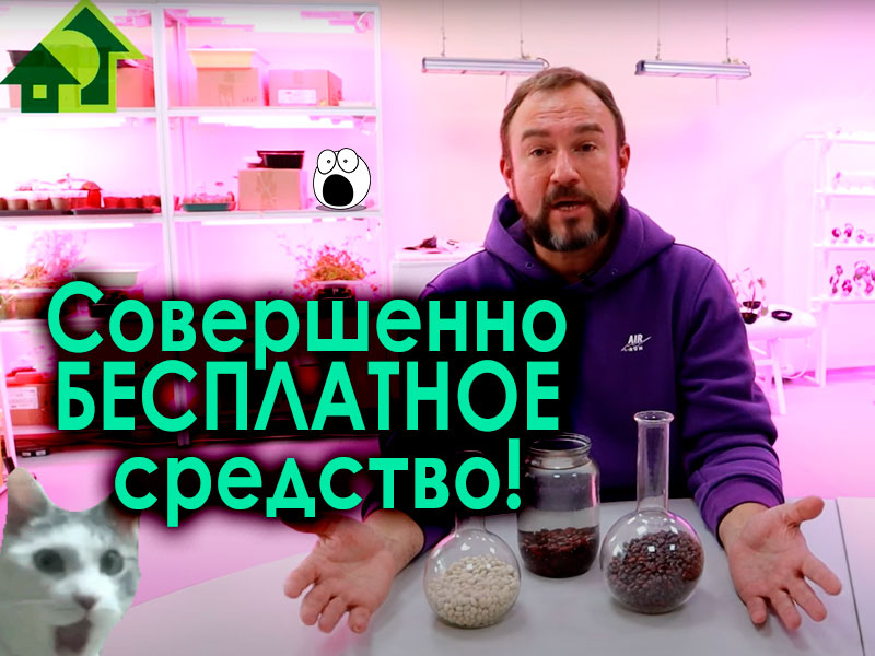 Вытягивание рассады - одна из проблем второго периода роста рассады. Да и первого периода, если не обеспечено достаточное количество света, а в квартире слишком жарко. Что же делать и как быть? Ответ смотрите в этом выпуске. Живая вода для рассады