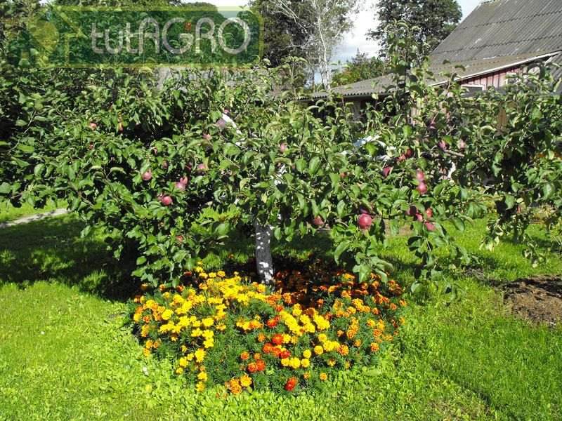 Растения гораздо более подвержены различным заболеваниям и нападению вредителей при неподходящих для них условиях выращивания - AGROzen