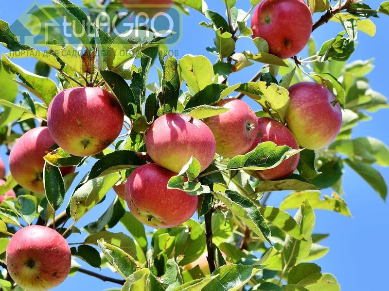 Обойдемся без химии - AGROzen