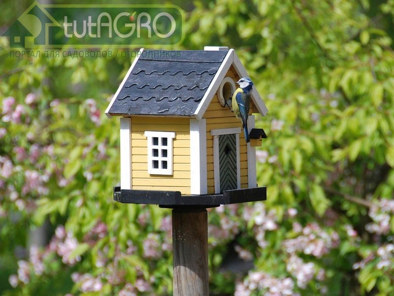 Посадите в саду несколько видов деревьев или кустарников, дающих плоды, любимые птицами - AGROzen