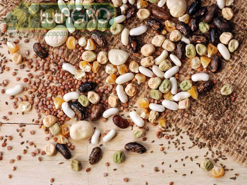 На посевные и урожайные качества семян влияют условия, в которых они были получены - AGROzen