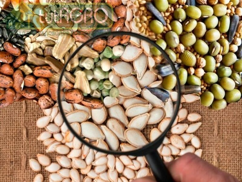 От качества семян зависит урожай - AGROzen
