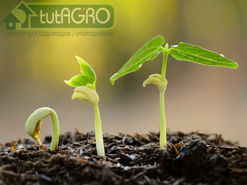 Гуминовые кислоты: брать или не брать? - AGROzen