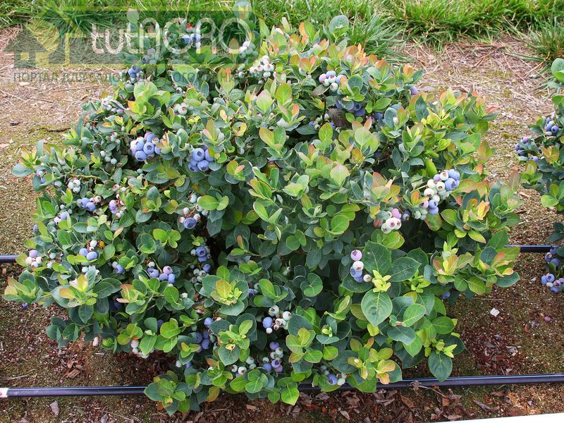 Не забудьте посадить голубику. Подбор сортов голубики - AGROzen