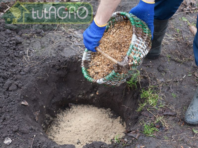 Заполните посадочную яму верховым торфом, корой, хвойным опадом, листвой, опилками, песком - AGROzen