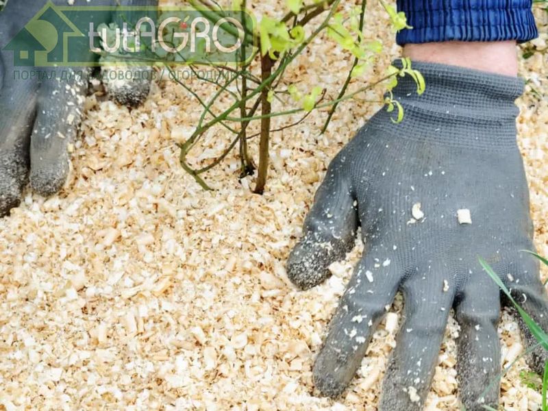  После полива замульчируйте голубику опилками - AGROzen