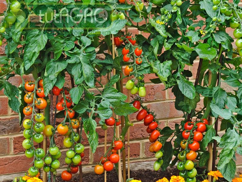 Прививайте и удивляйте - AGROzen