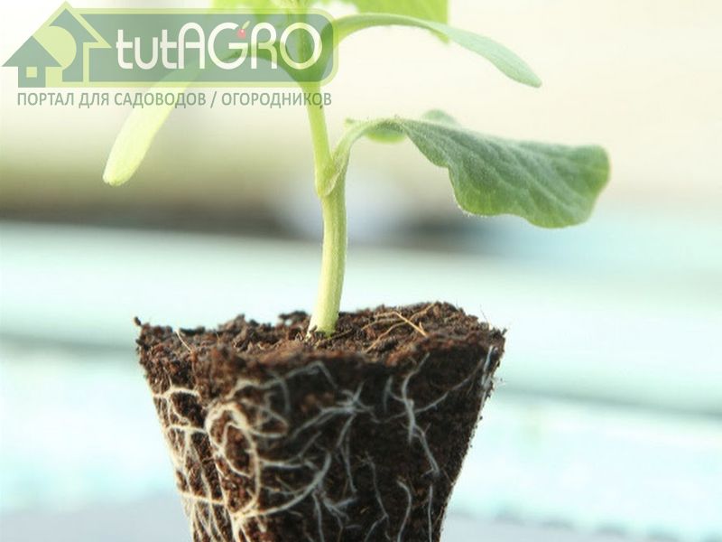 ... по японской системе - AGROzen
