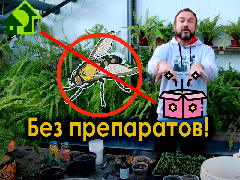 Что больше всего "достает" при выращивании рассады? Конечно, мухи! Об альтернативном способе борьбы с мухами расскажем вам прямо в этом коротком видео. На самом деле никакого секрета нет: всего лишь 1 бутон гвоздики поможет справиться с этой проблемой. А вот как его добавить - все подробно в этом выпуске. Добавьте это в грунт и рассада будет защищена!