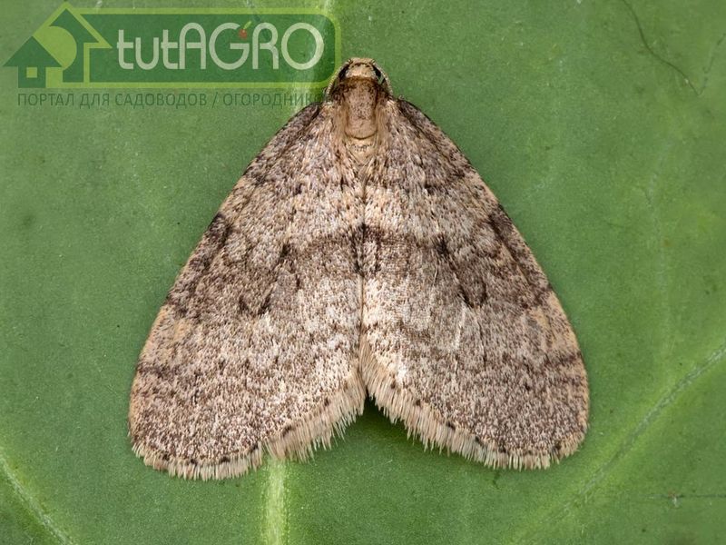 Активные вредители сада - AGROzen