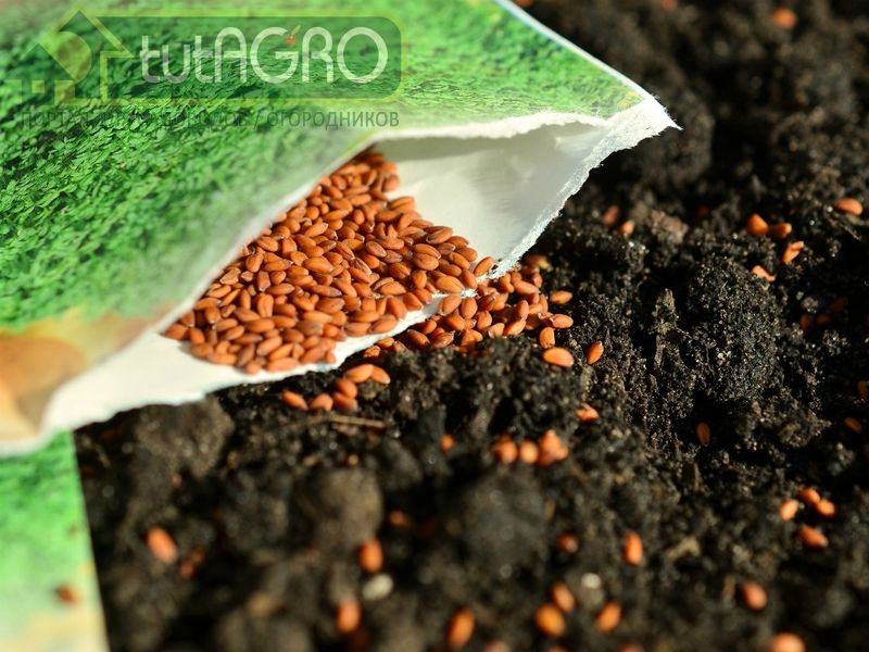 Правильная ориентация семян - залог успеха! - AGROzen