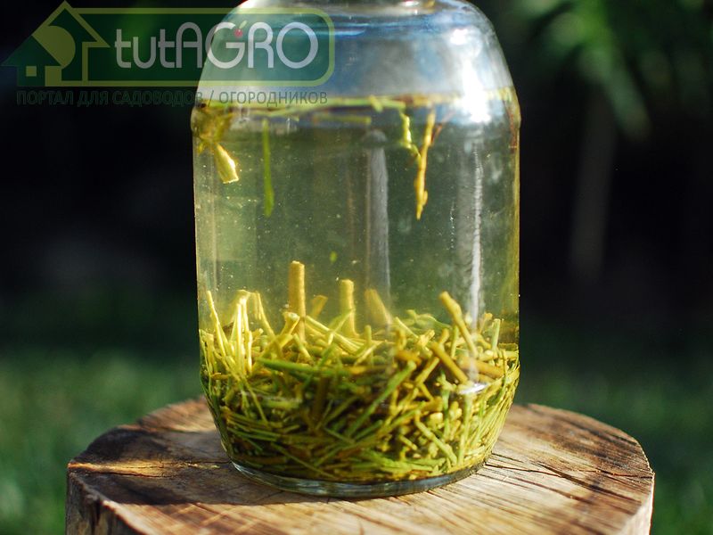 Ивовый эликсир для черенков - AGROzen