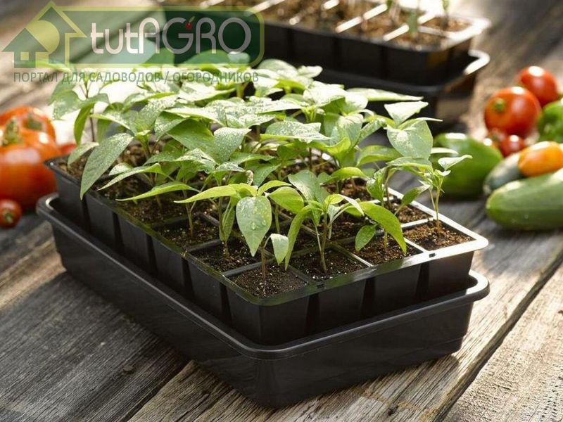 Биопрепарат для стимуляции и защиты рассады. Простой рецепт - AGROzen