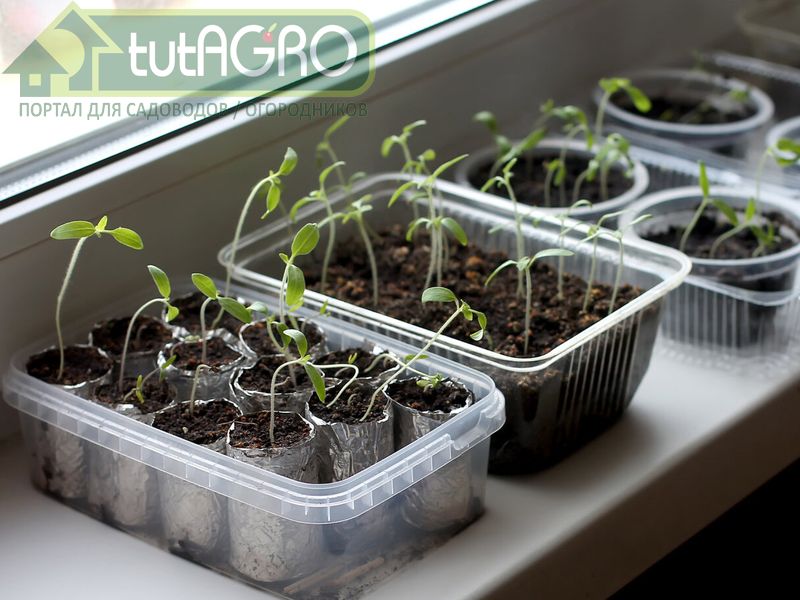 Суть рецепта состоит в возможности выделения и размножения особых бактерий, которые населяют живые ткани растений - AGROzen