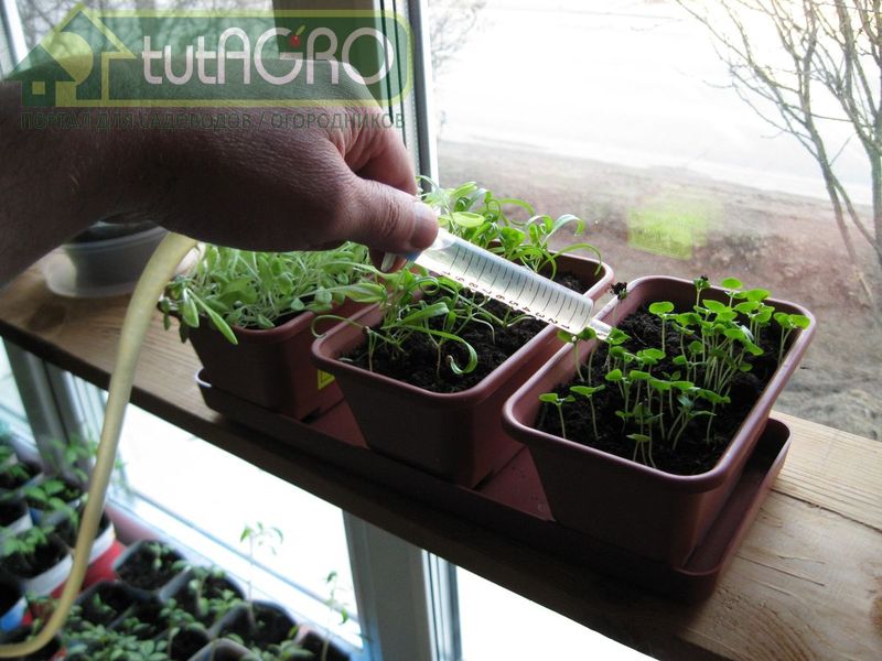 Быстро растущие ткани древесных и кустарниковых растений, особенно дикорастущих, а также верхушки отрастающих побегов многолетних растений могут быть буквально «напичканы» особыми метилотрофными азотфиксаторами - AGROzen