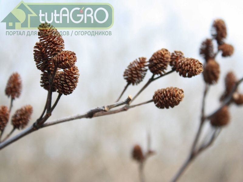 Собранные части растений надо как следует промыть в воде с добавлением жидкого мыла - AGROzen