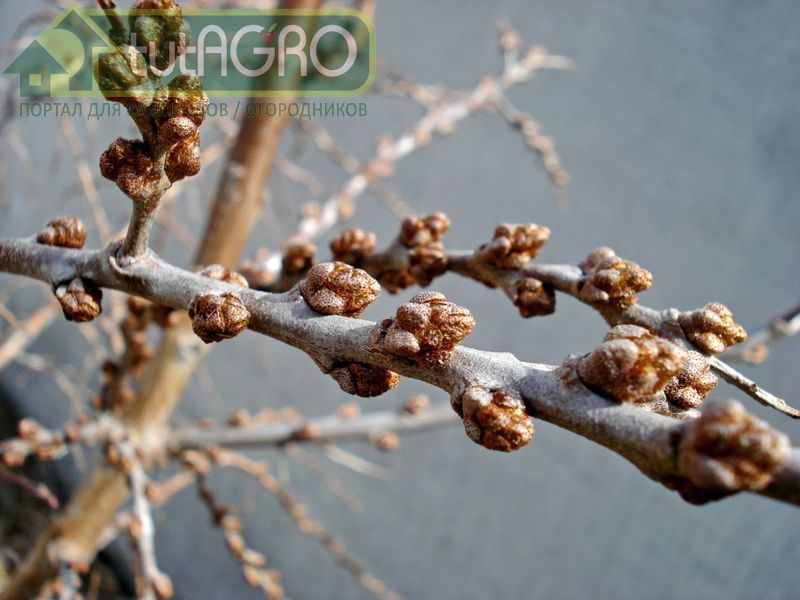 После того как раствор основательно помутнеет, закваску можно считать готовой - AGROzen
