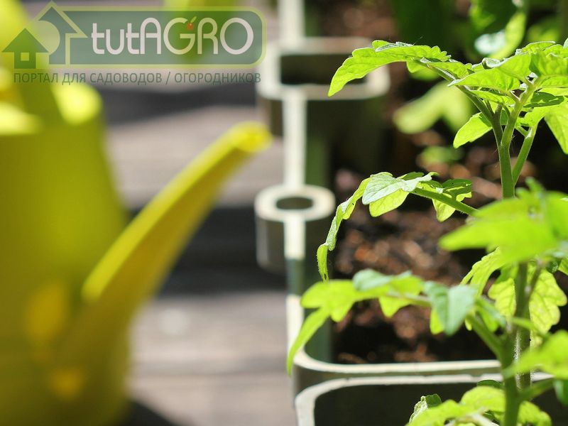 Антиподкормка рассады - AGROzen