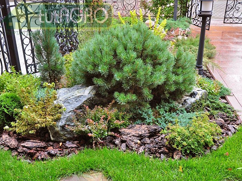 Хвойники: от чего защитить? - AGROzen