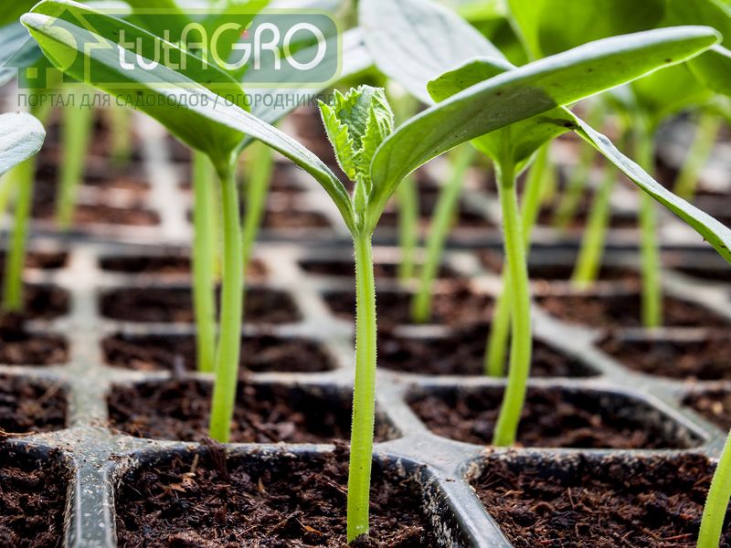 Как развить корневую систему рассады? - AGROzen