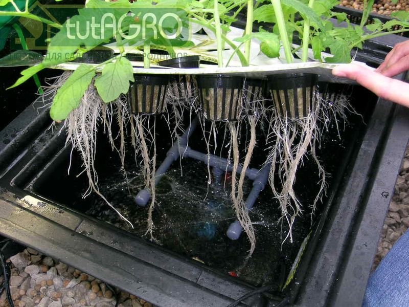 Корневая система должна быть разветвленная и длинная - AGROzen