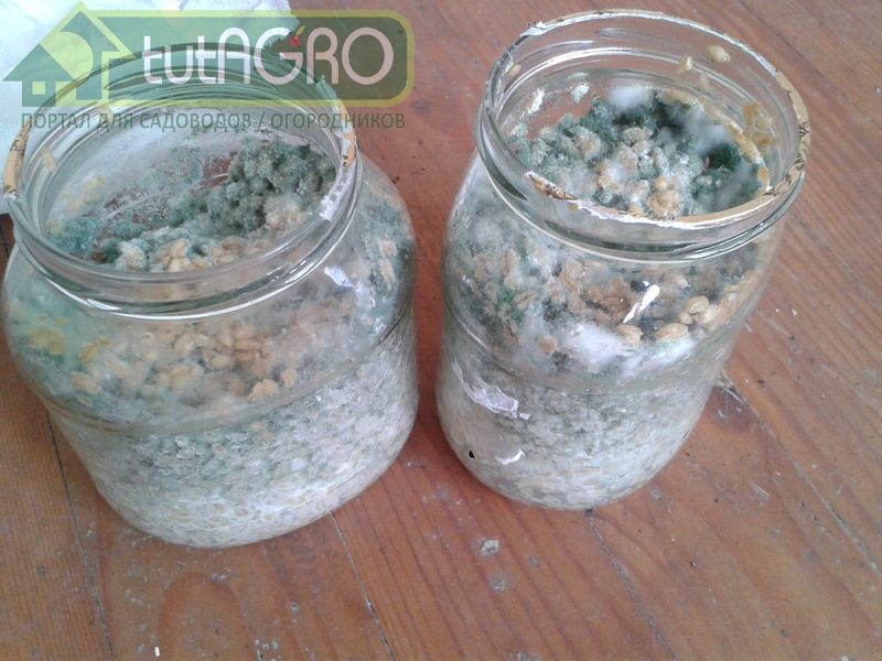 Грунт для роста рассады должен быть менее плодородный, чем универсальный - AGROzen