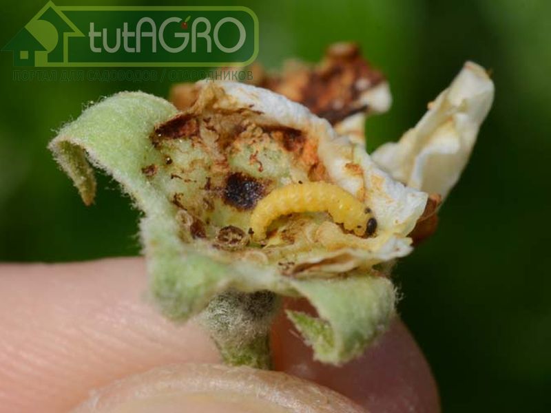 Эко-методы борьбы с цветоедом