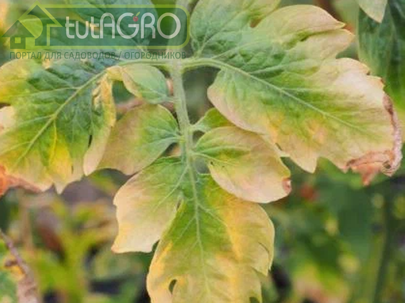 Основные симптомы нехватки элементов питания у растений - AGROzen