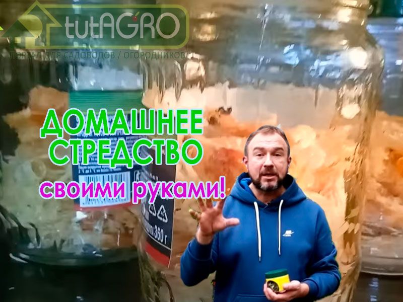 Вредители - не просто гады, которые пожирают наш урожай. Они еще и болезни разносят! Бороться с ними химией накладно и очень вредно. В этом видео Иван Русских расскажет вам о домашнем средстве, которое поможет избавиться от колорадского жука, проволочника, хруща, сциарид (черных мушек), слизней и других вредителей. Средство против хруща, медведки, слизней и колорадских жуков