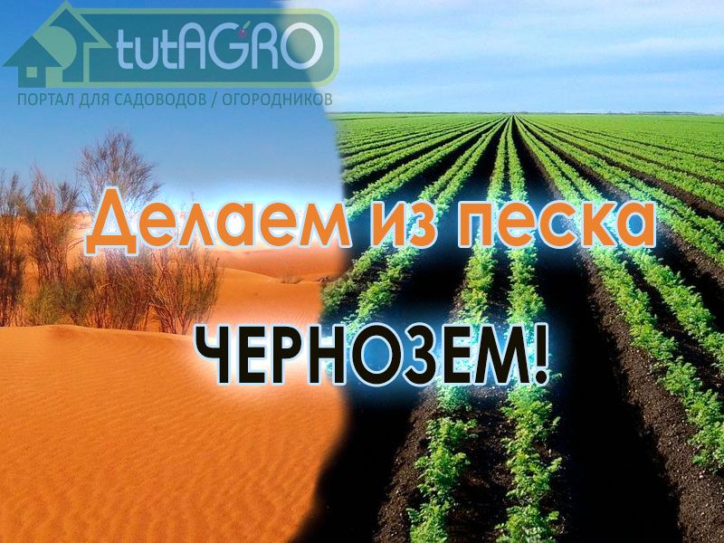 Секреты улучшения песчаных почв - AGROzen