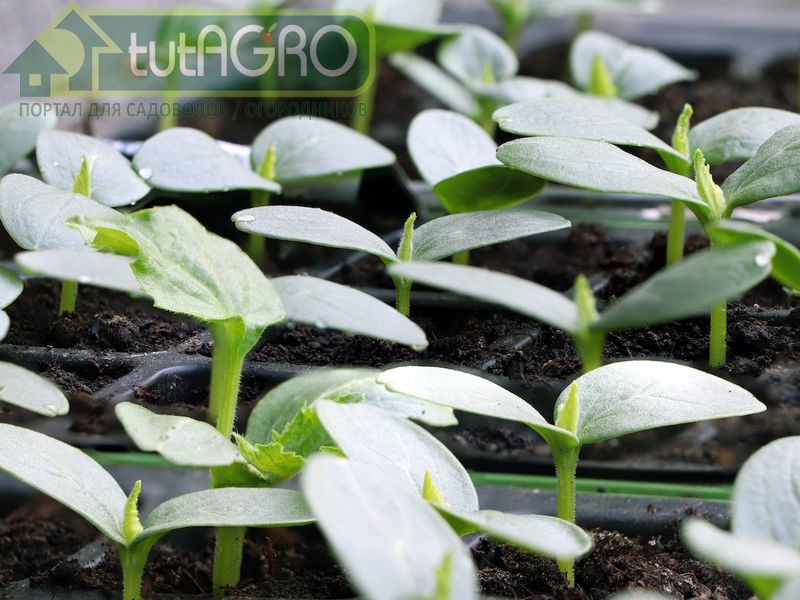 Завязи-пучки - признак, закрепленный у растений генетически - AGROzen